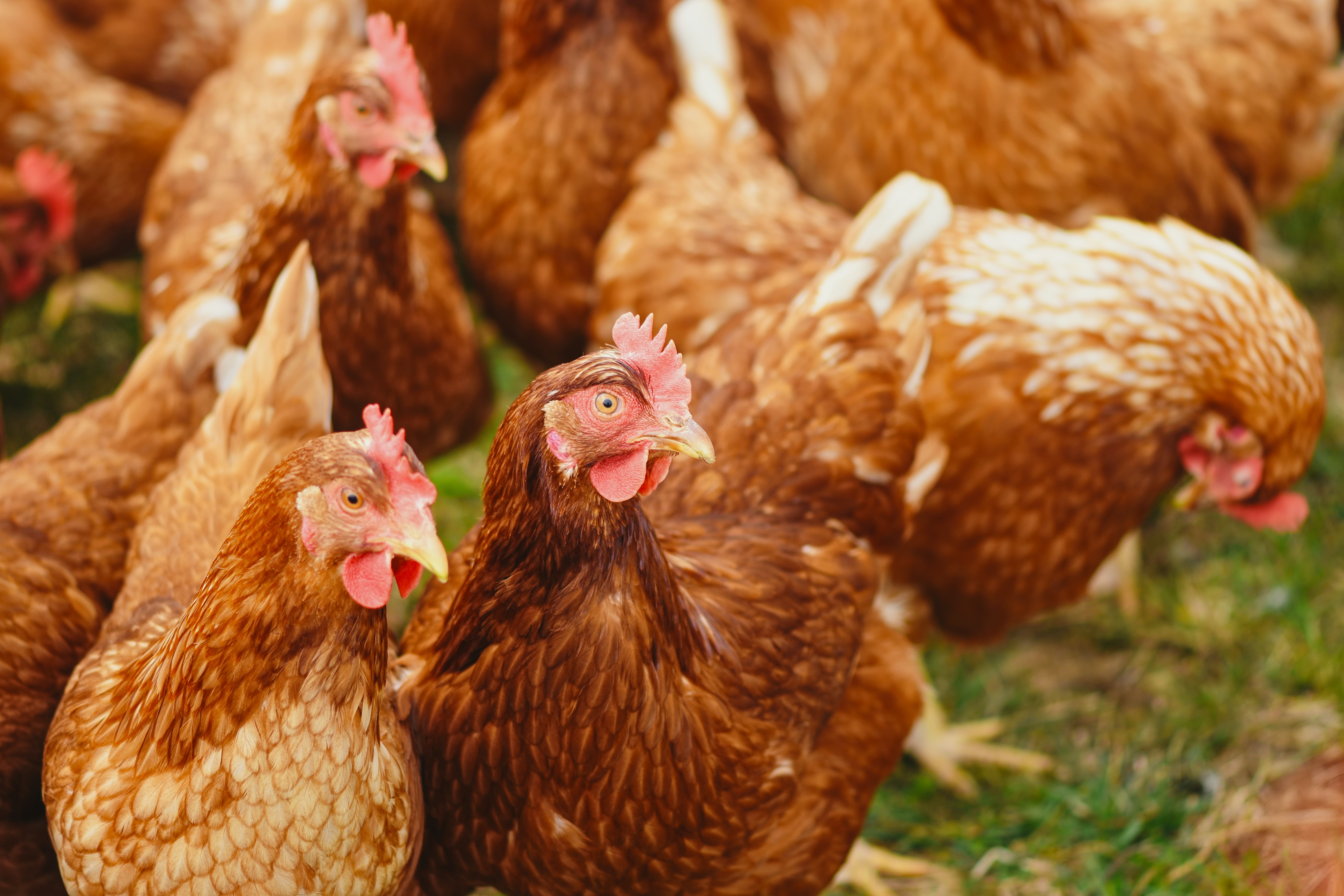 Poultry Industry Rich with R&D Tax Credit Incentives